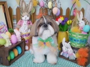 2025.4.17＃南青山＃表参道＃トリミング＃犬2