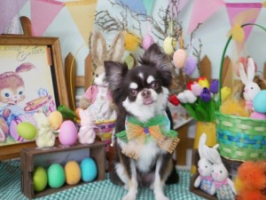 2025.4.17＃南青山＃表参道＃トリミング＃犬3