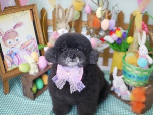 2025.4.17＃南青山＃表参道＃トリミング＃犬4