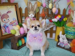 2025.4.17＃南青山＃表参道＃トリミング＃犬5