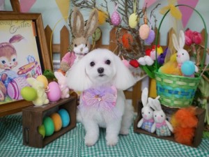 2025.4.17＃南青山＃表参道＃トリミング＃犬6