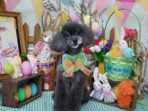 2025.4.17＃南青山＃表参道＃トリミング＃犬7