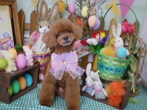 2025.4.17＃南青山＃表参道＃トリミング＃犬8