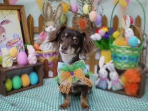 2025.4.17＃南青山＃表参道＃トリミング＃犬9