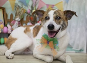 2025.4.18＃南青山＃表参道＃トリミング＃犬