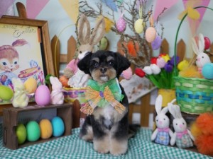 2025.4.18＃南青山＃表参道＃トリミング＃犬10