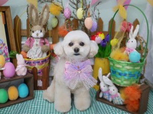 2025.4.18＃南青山＃表参道＃トリミング＃犬11