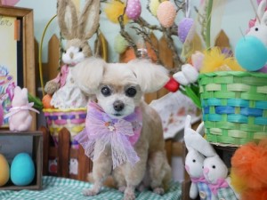 2025.4.18＃南青山＃表参道＃トリミング＃犬12