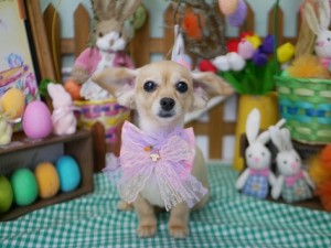 2025.4.18＃南青山＃表参道＃トリミング＃犬2