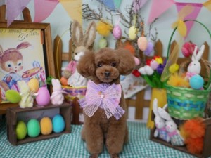 2025.4.18＃南青山＃表参道＃トリミング＃犬3