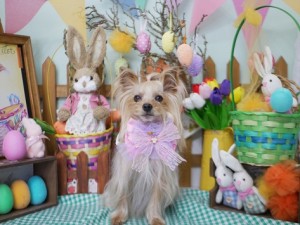 2025.4.18＃南青山＃表参道＃トリミング＃犬4