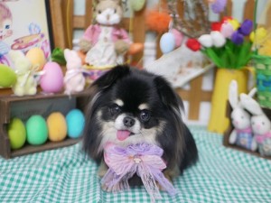 2025.4.18＃南青山＃表参道＃トリミング＃犬5