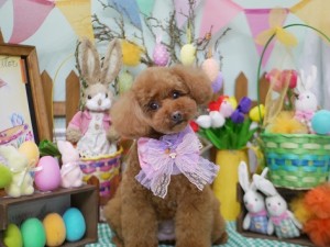 2025.4.18＃南青山＃表参道＃トリミング＃犬6