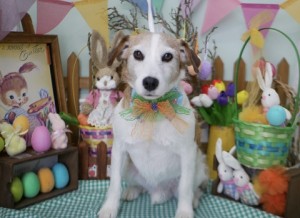 2025.4.18＃南青山＃表参道＃トリミング＃犬7