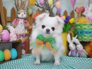 2025.4.18＃南青山＃表参道＃トリミング＃犬8