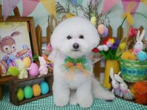 2025.4.18＃南青山＃表参道＃トリミング＃犬9