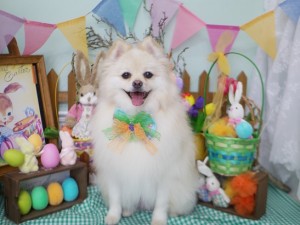 2025.4.19 #MissBIBI #表参道 #南青山 #トリミング #