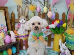 2025.4.19 #MissBIBI #表参道 #南青山 #トリミング #2