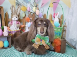 2025.4.19 #MissBIBI #表参道 #南青山 #トリミング #ダックスフント