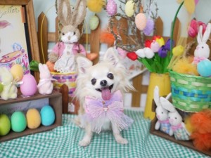 2025.4.19 #MissBIBI #表参道 #南青山 #トリミング #チワワ