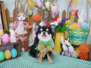 2025.4.19 #MissBIBI #表参道 #南青山 #トリミング #チワワ1