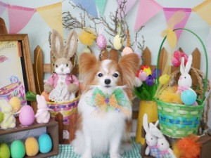 2025.4.19 #MissBIBI #表参道 #南青山 #トリミング #パピヨン