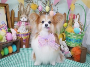 2025.4.19 #MissBIBI #表参道 #南青山 #トリミング #パピヨン2