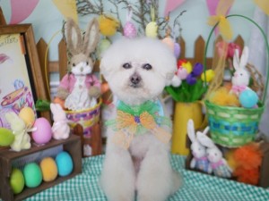 2025.4.19 #MissBIBI #表参道 #南青山 #トリミング #プードル