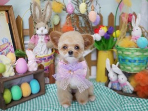 2025.4.19 #MissBIBI #表参道 #南青山 #トリミング #プードル #mix