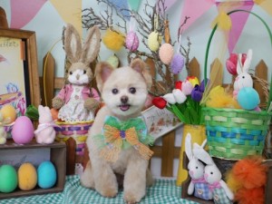 2025.4.19 #MissBIBI #表参道 #南青山 #トリミング #プードル #mix1