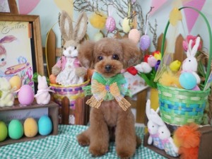 2025.4.19 #MissBIBI #表参道 #南青山 #トリミング #プードル1