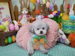 2025.4.19 #MissBIBI #表参道 #南青山 #トリミング #プードル2