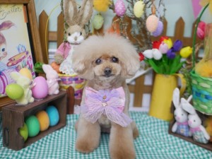 2025.4.19 #MissBIBI #表参道 #南青山 #トリミング #プードル3