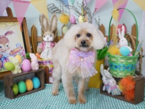 2025.4.20 #MissBIBI #表参道 #南青山 #トリミング #犬