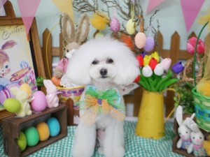 2025.4.20 #MissBIBI #表参道 #南青山 #トリミング #犬2