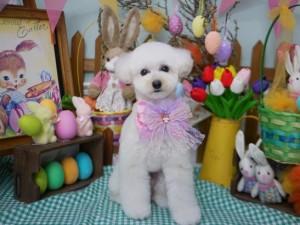 2025.4.20 #MissBIBI #表参道 #南青山 #トリミング #犬3