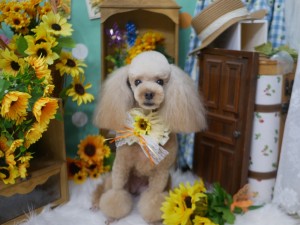 line_oa_chat_250822_200414