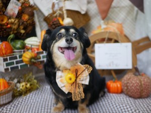 line_oa_chat_251003_191730