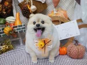 line_oa_chat_251003_191733