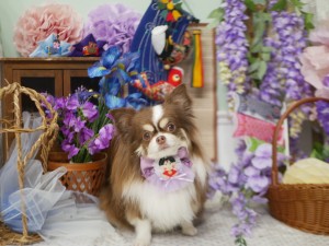 4117