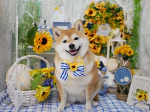 4509