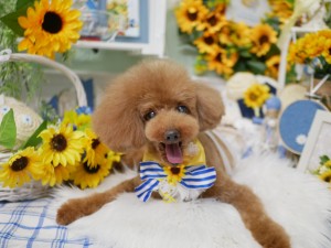 4623