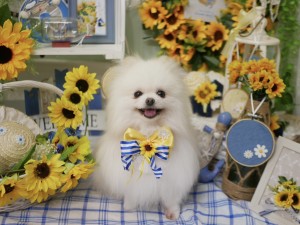 4625