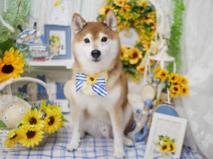 4816